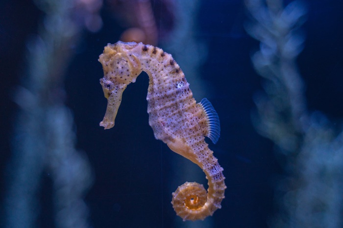 Comprimir Quedar asombrado Persistente Caballito de mar (Hippocampus) Cuidados y Características- En Tu Acuario